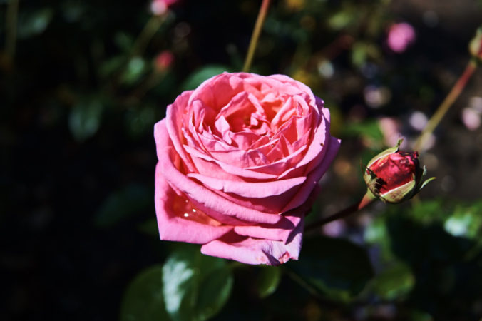 Die Rosen im Rosengarten sind immer ein toller Anblick!